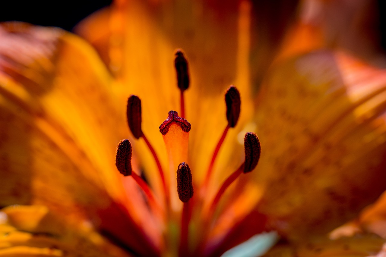 fire-lily lilium bulbiferum stamen free photo