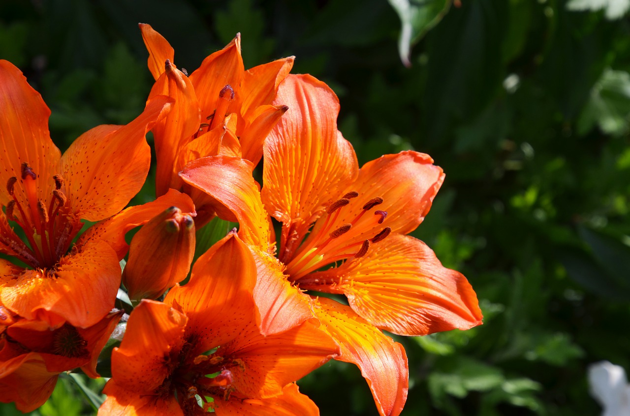 fire lily  lily  garden free photo