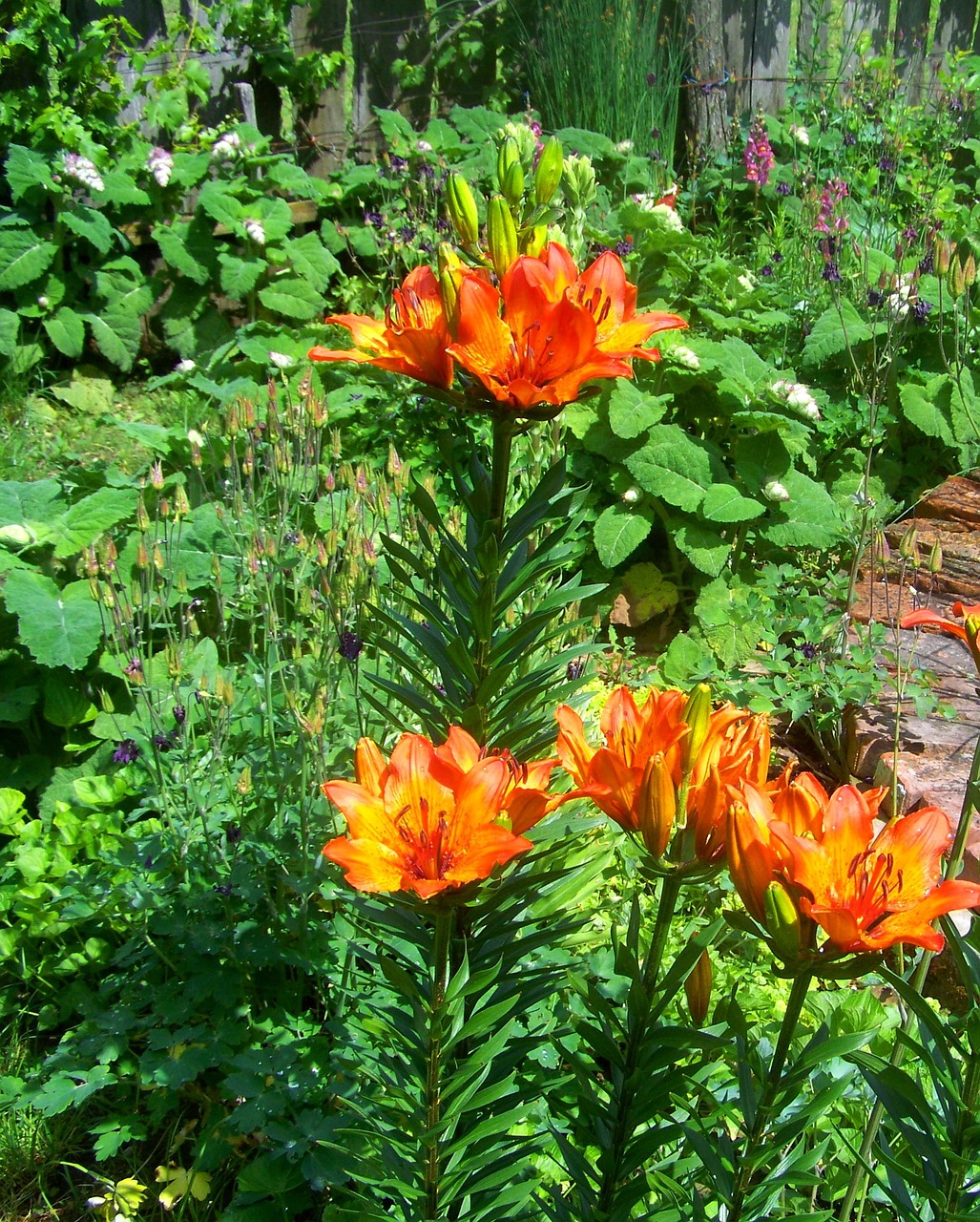 fire lily summer garden free photo