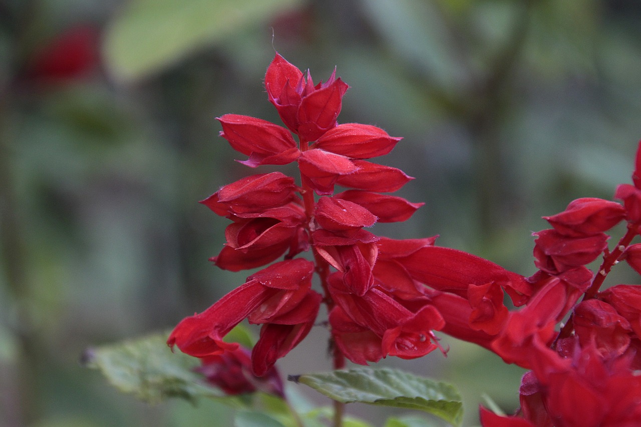 fire sage  plant  nature free photo