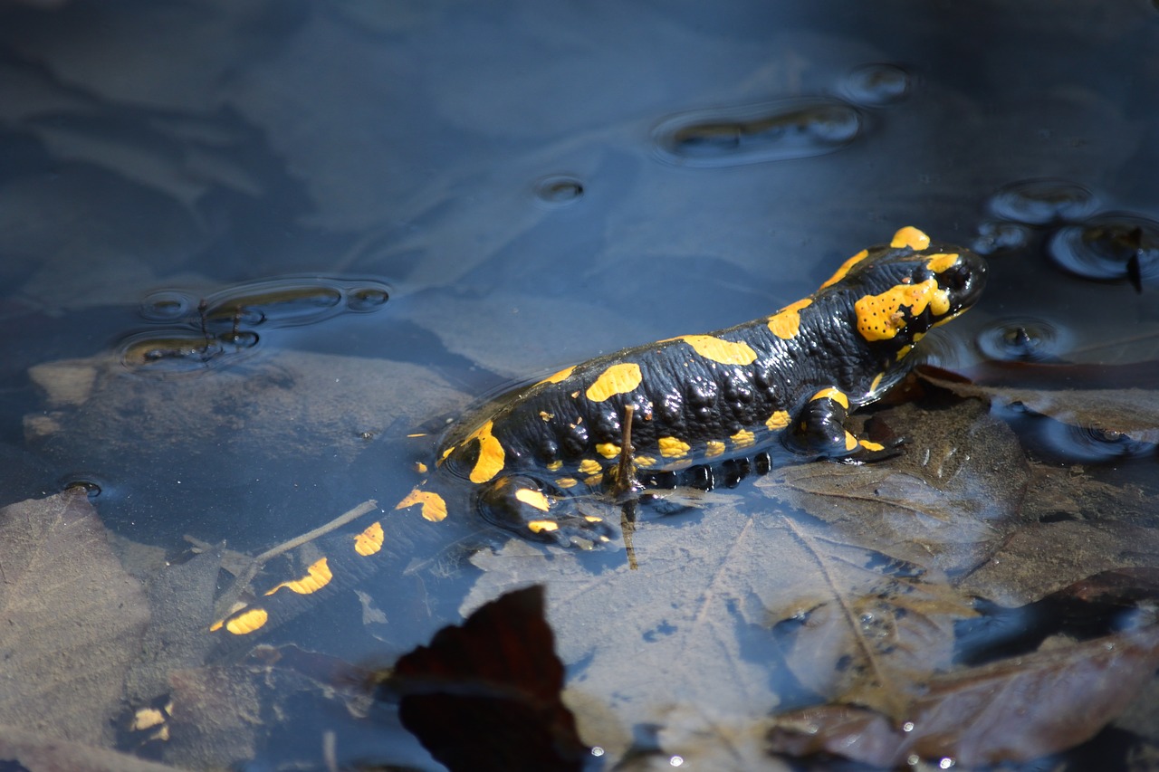 fire salamander kapuzinerberg salzburg free photo