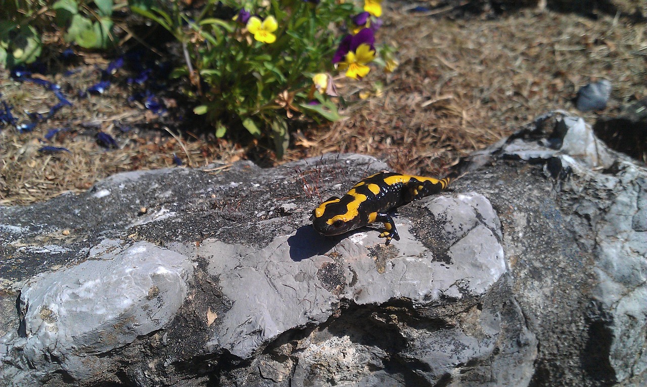 fire salamander reptile animals free photo