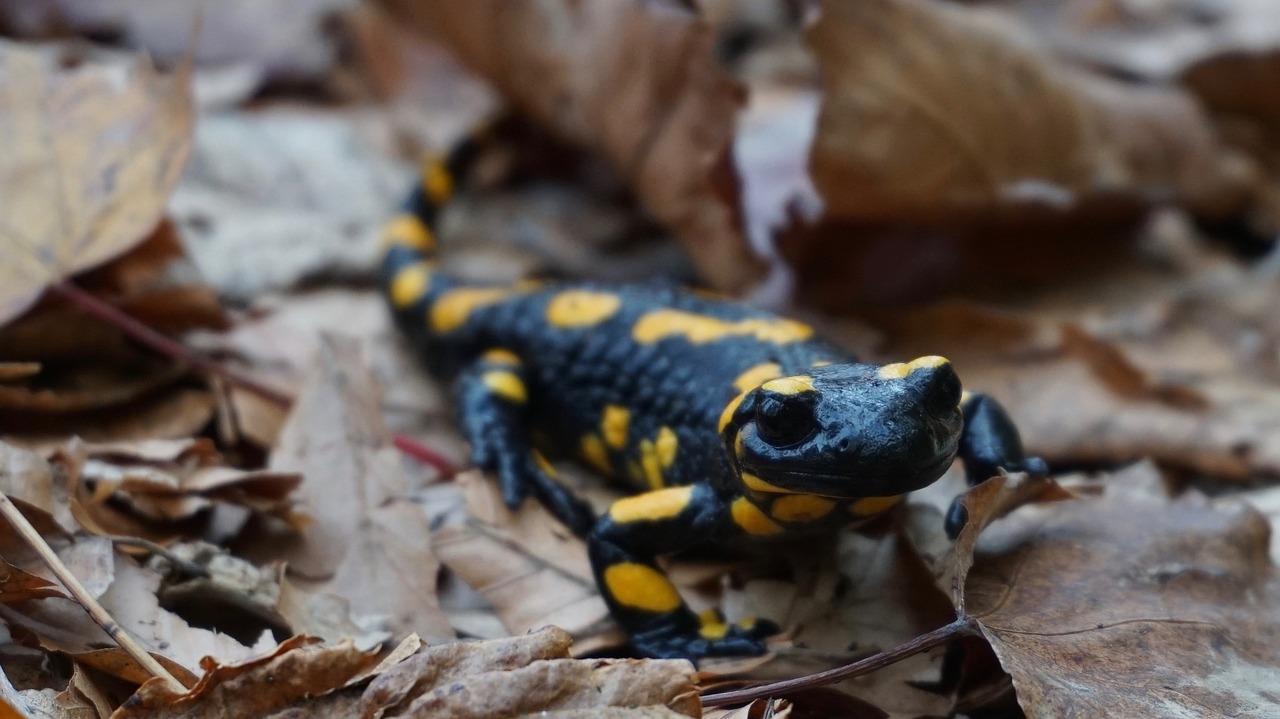 fire salamander  animal  salamander free photo