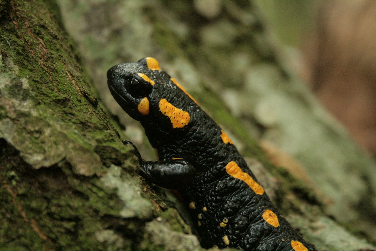 fire salamander salamander amphibian free photo