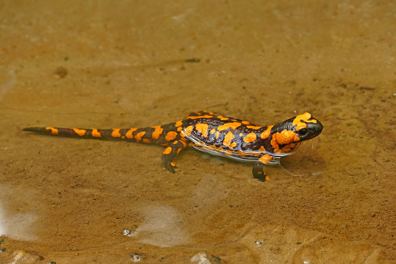 fire salamander lizard nature free photo