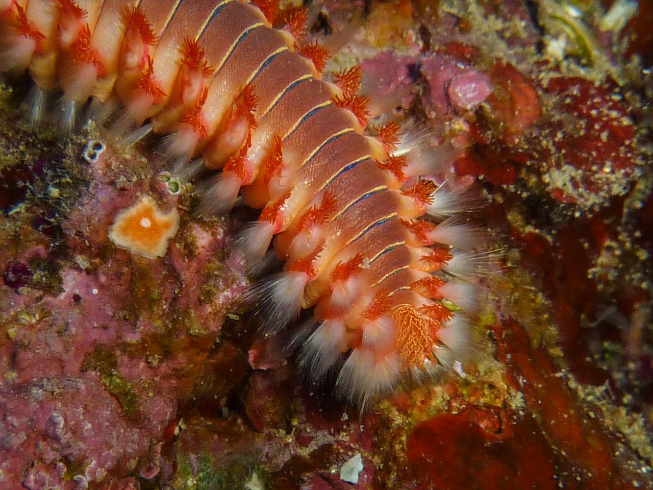 fire worm diving underwater free photo