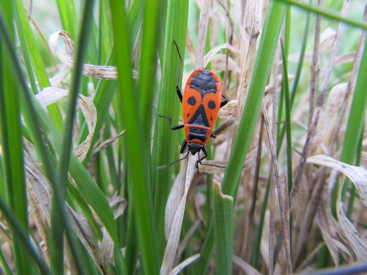 firebug pospolná wingless pyrrhocoris apterus free photo