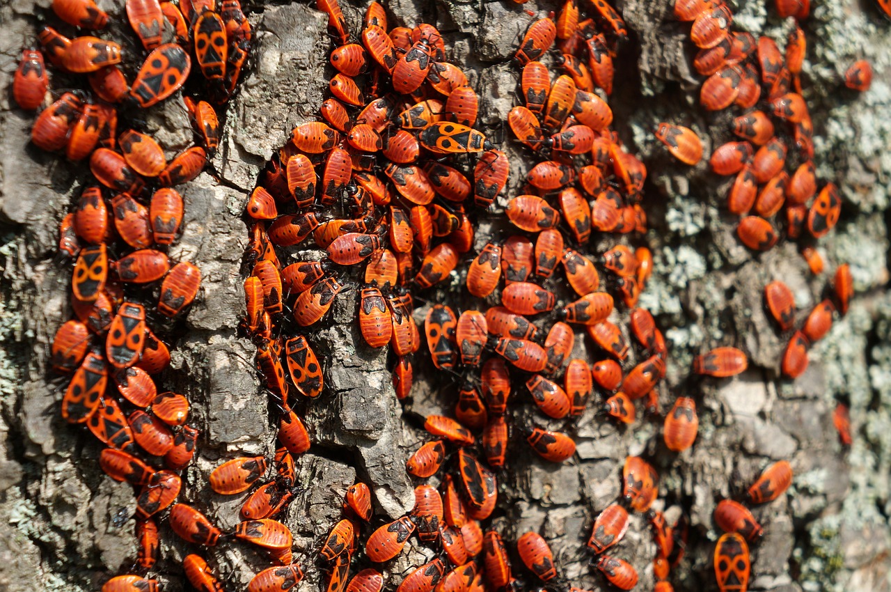 firebug pospolná bug beetles free photo