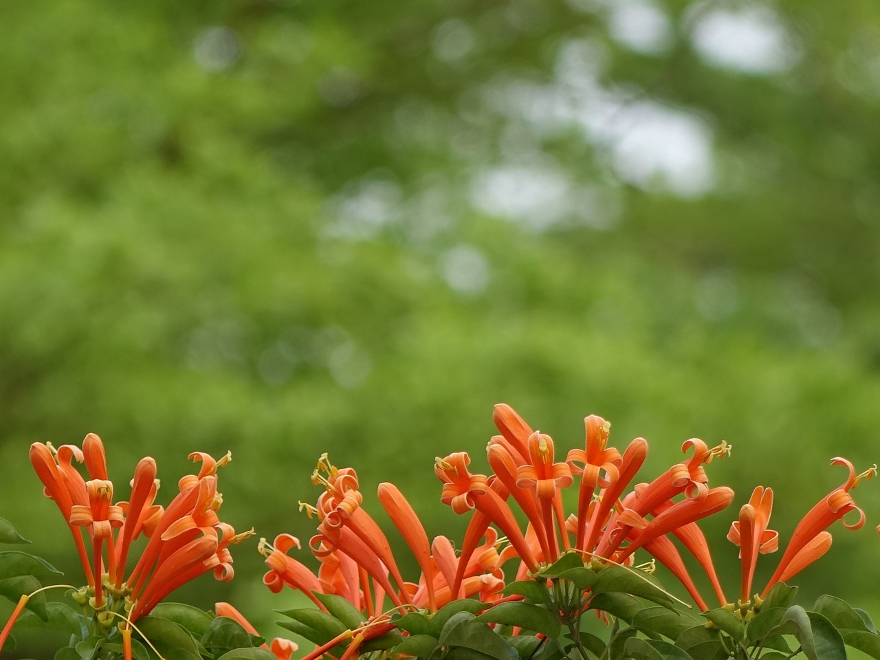 firecracker flower flame vine golden coral free photo