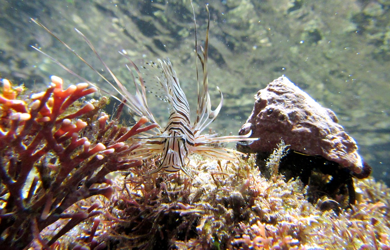 firefish scuba sea free photo