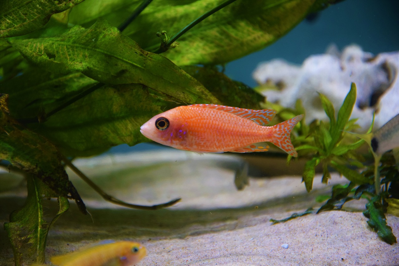 firefish  fish  malawi cichlid free photo