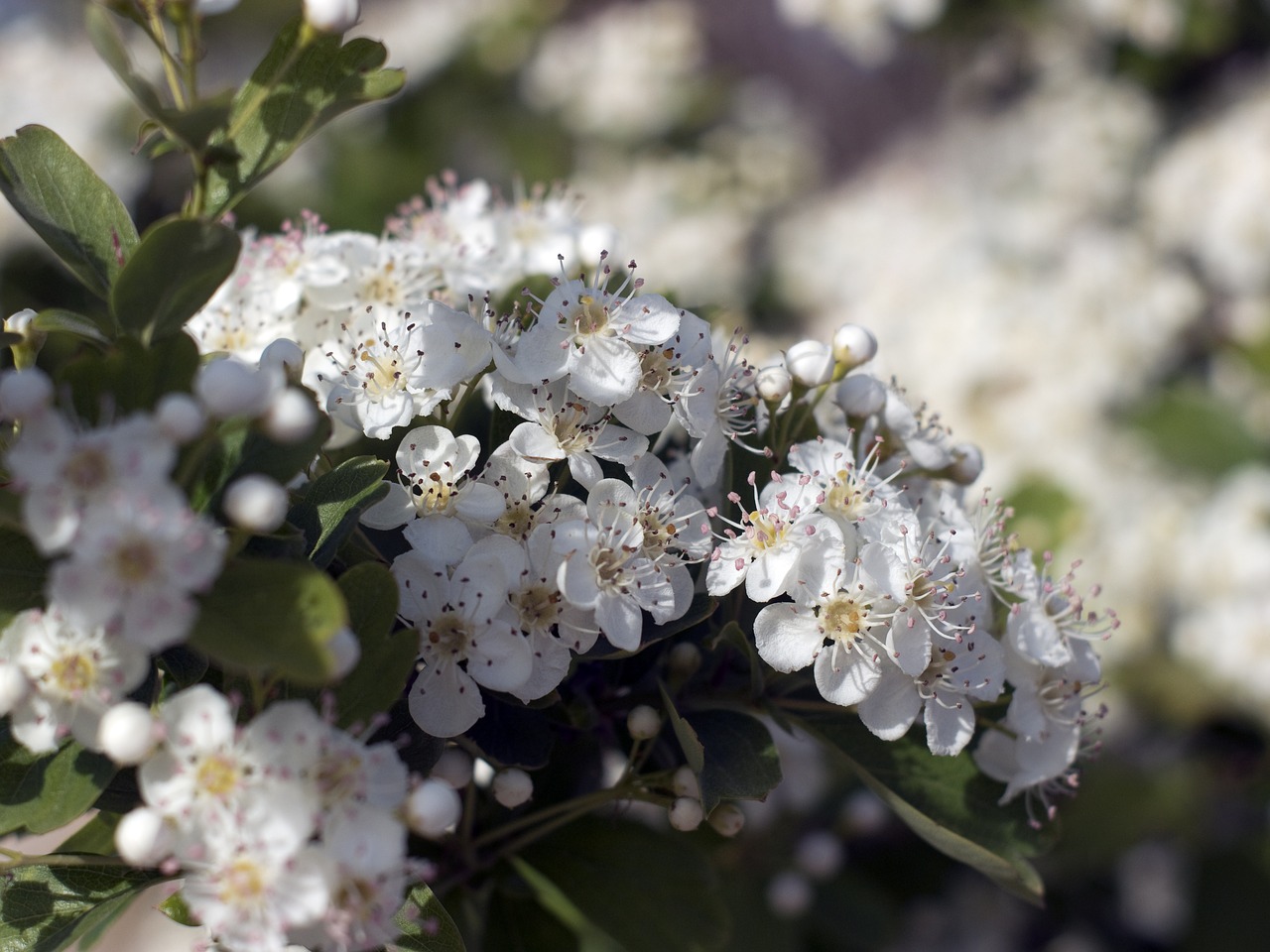 Edit free photo of Firethorn,pyracantha,blossom,bush,flower - needpix.com