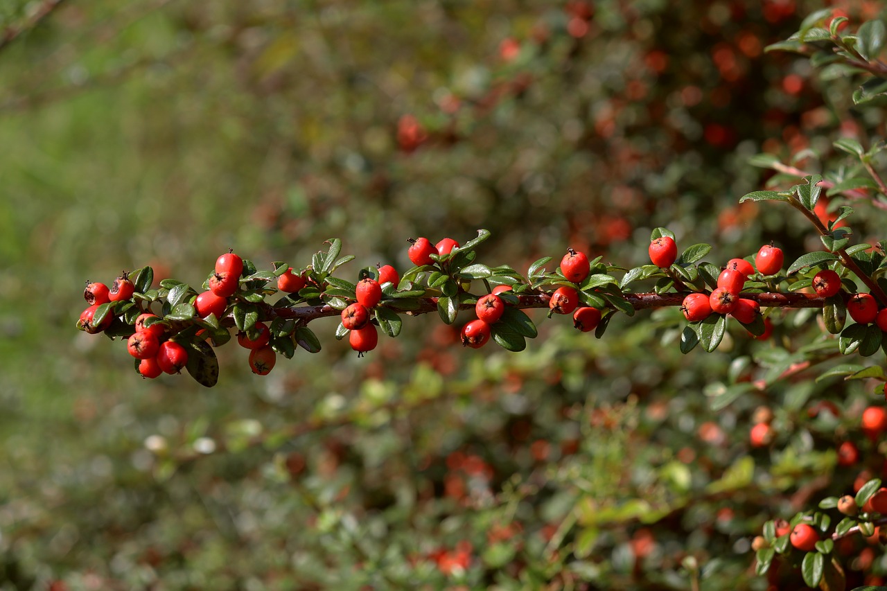 firethorn  autumn  bush free photo