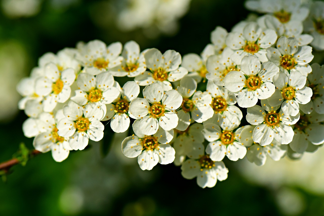 firethorn  evergreen  shrub free photo