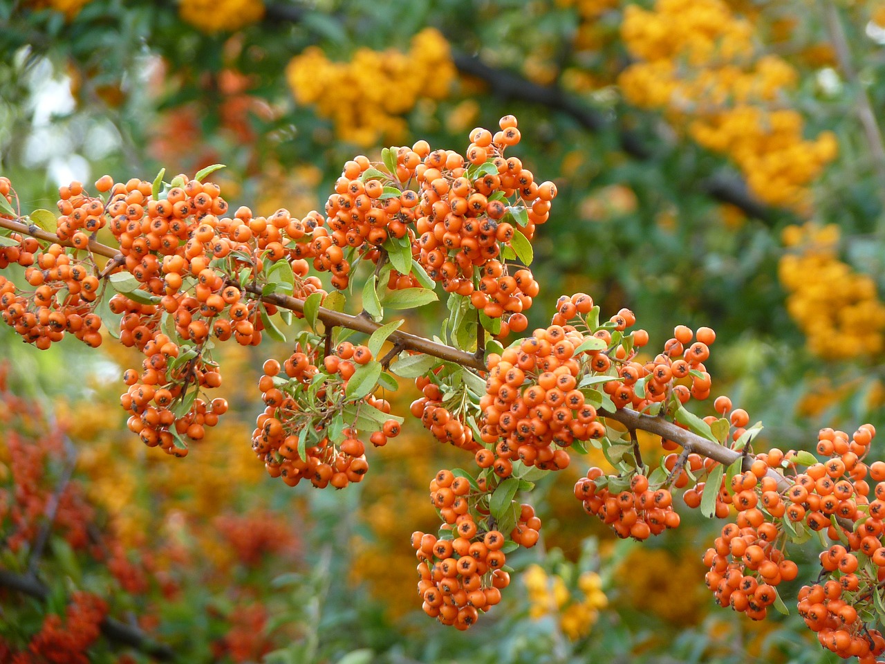 firethorn orange plant free photo