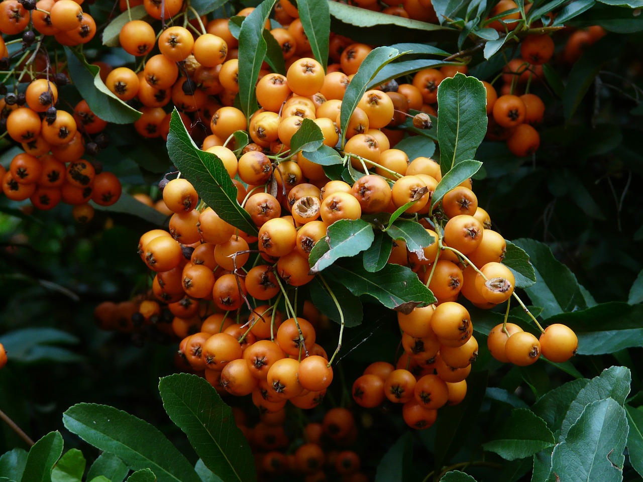 firethorn fruits berries free photo