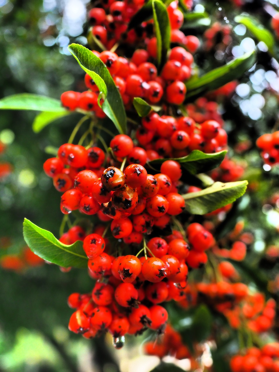 firethorn fruits berries free photo