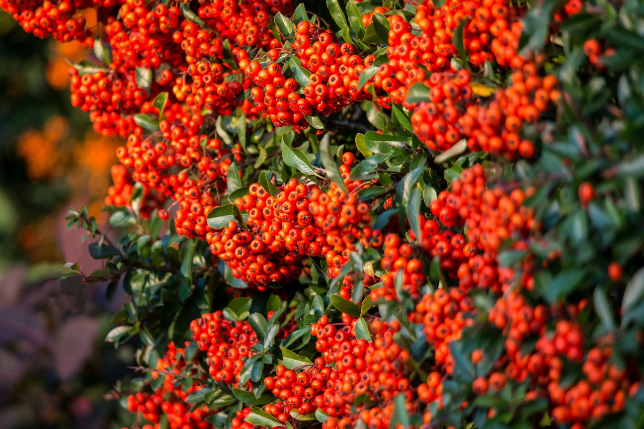 firethorn berries bush free photo