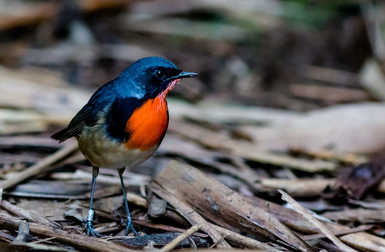 robin firethroat little free photo