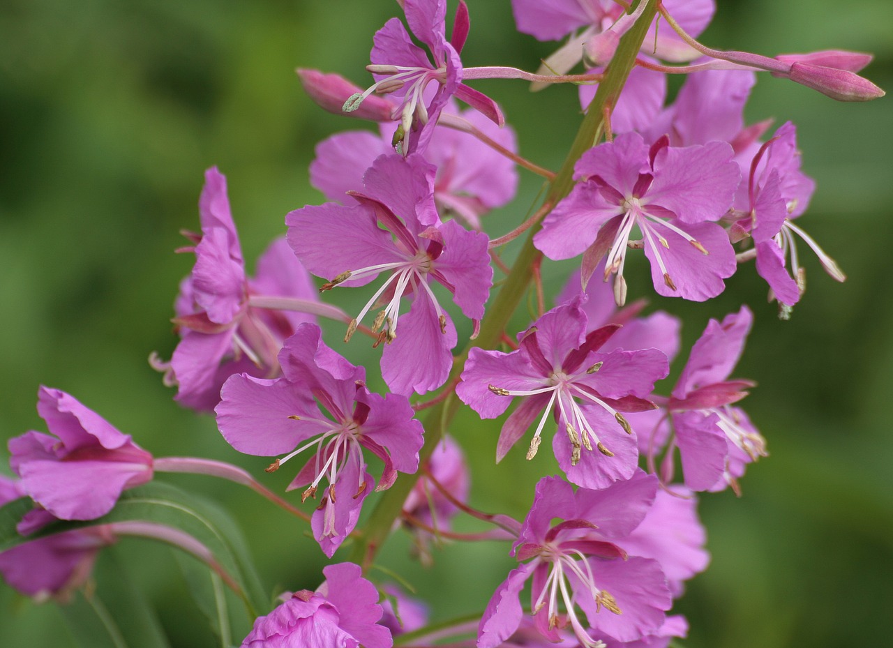 nature fireweed summer free photo