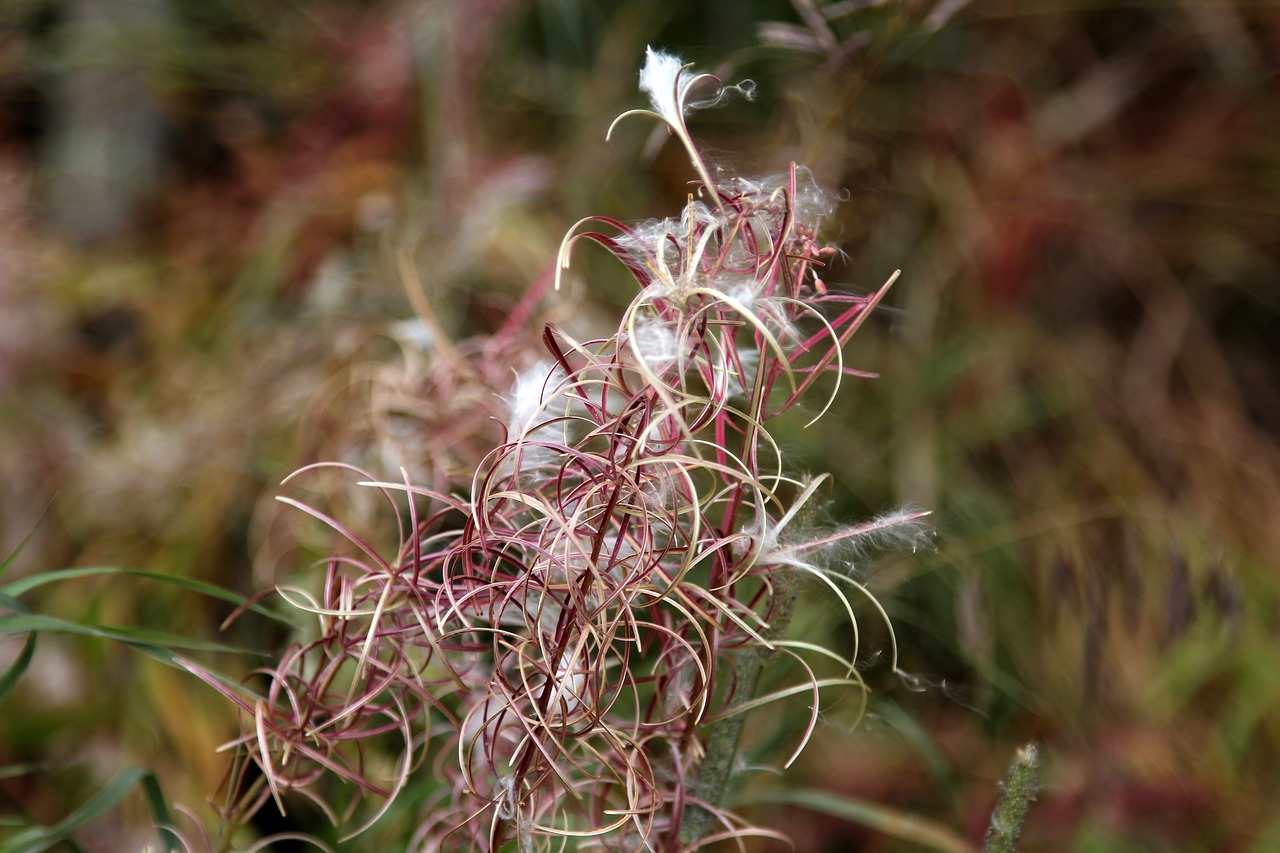 fireweed fall seeds free photo