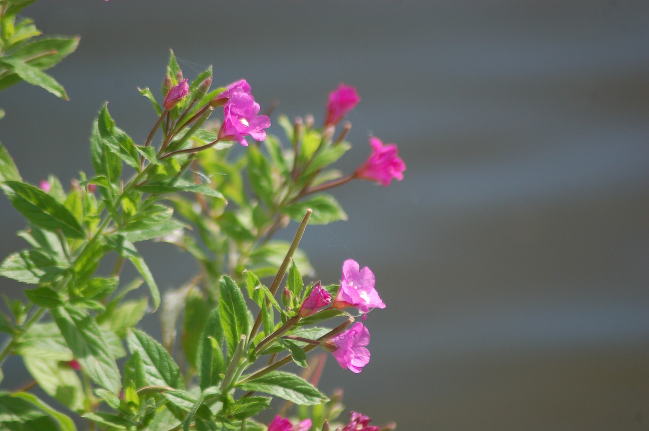 fireweed flower spring free photo