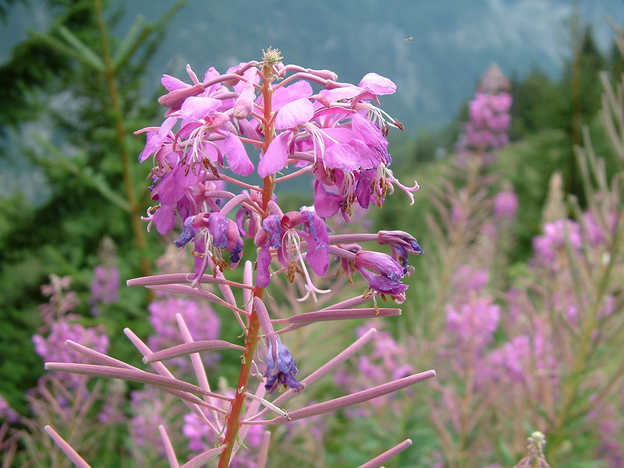 fireweed plant outdoors free photo