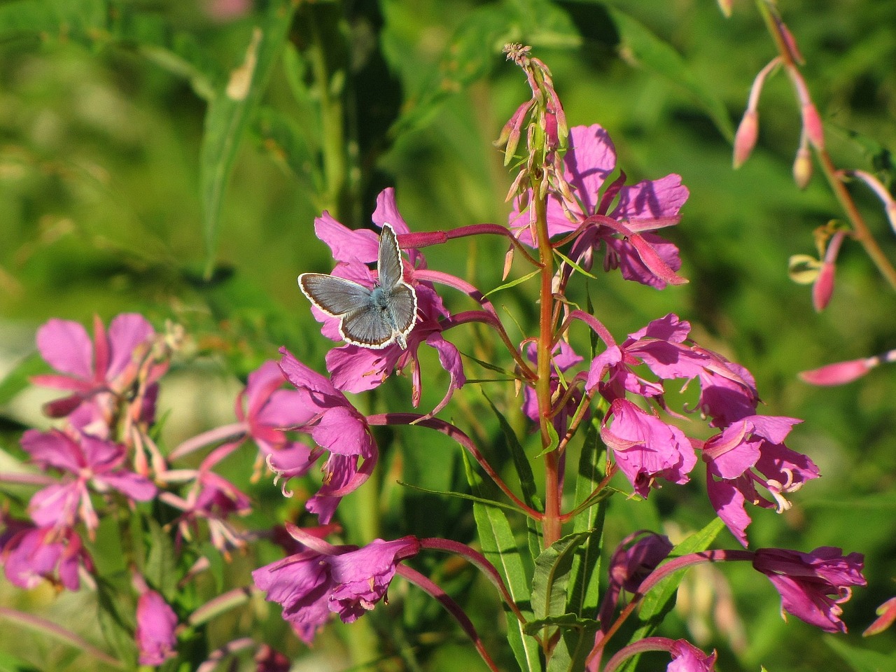 fireweed natural flower blue wing free photo