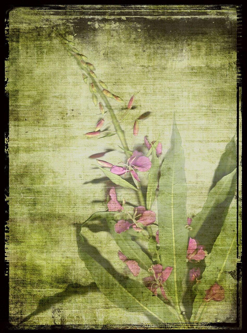 fireweed pink scanned original flower free photo