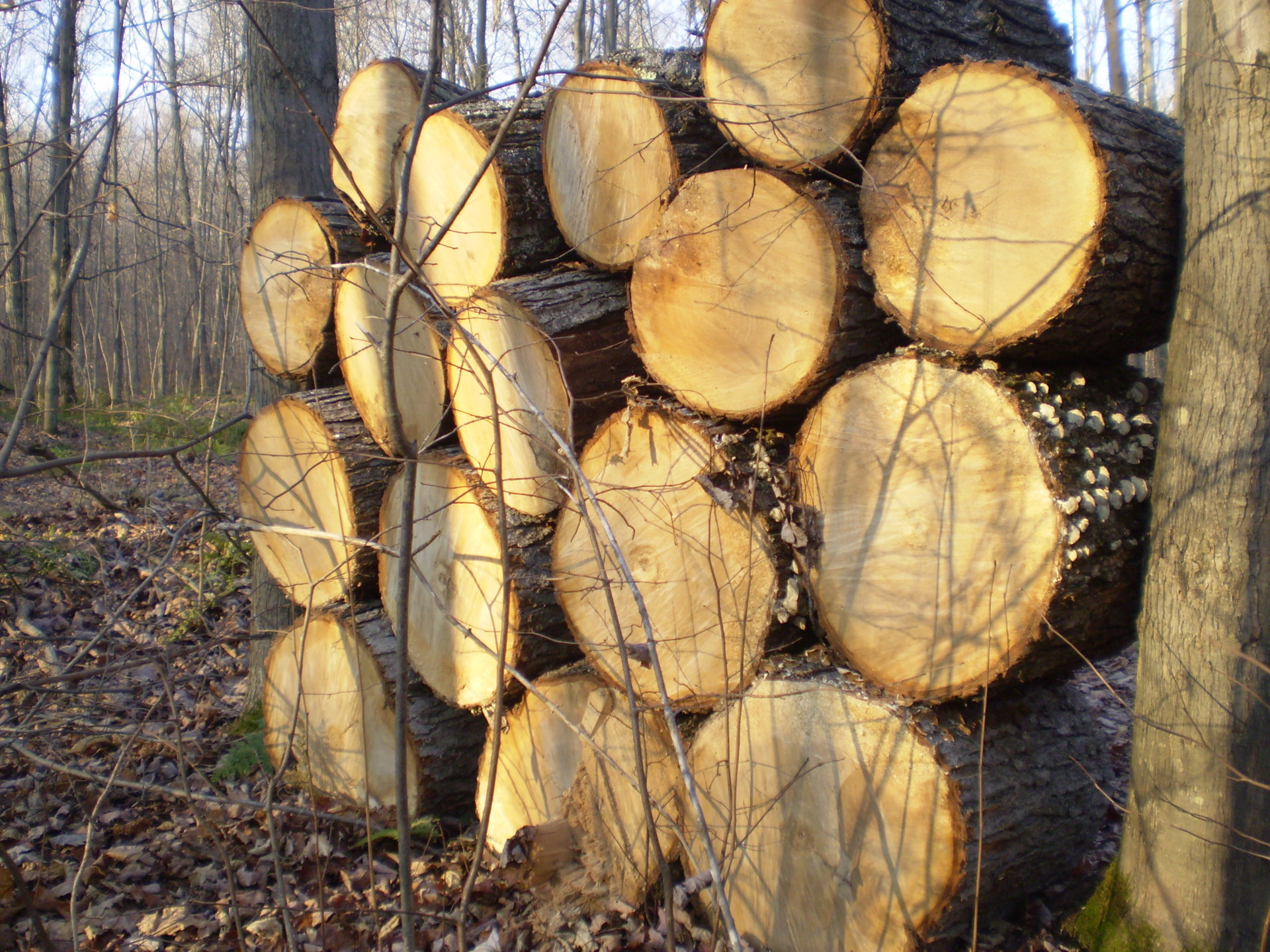 firewood forest autumn free photo