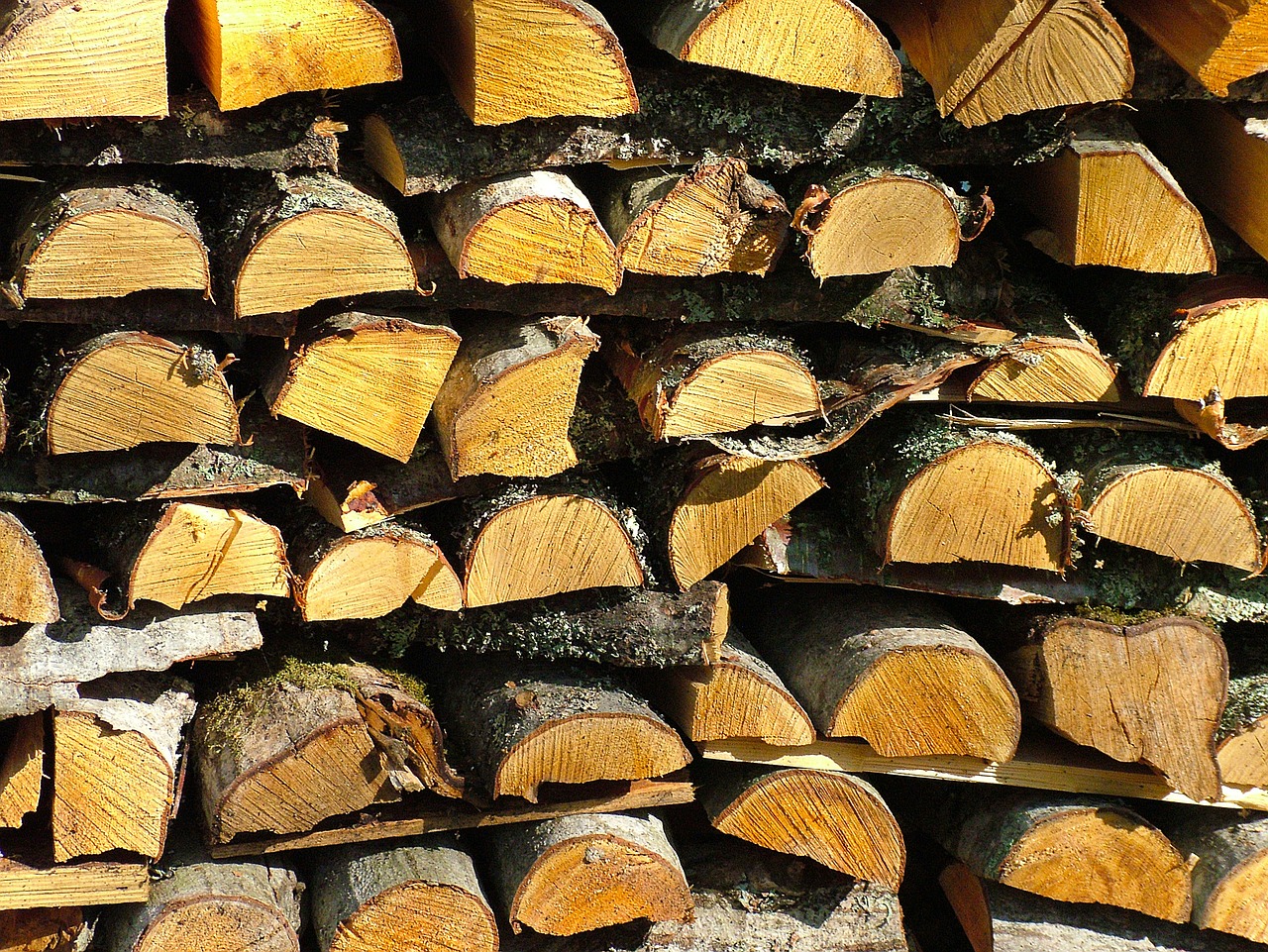 firewood stack tree free photo