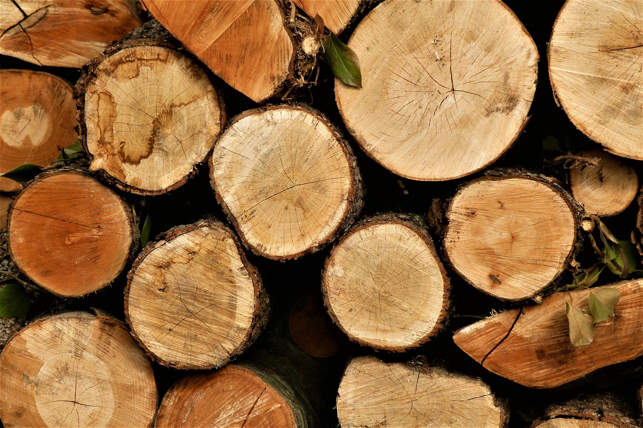 firewood tree wood free photo