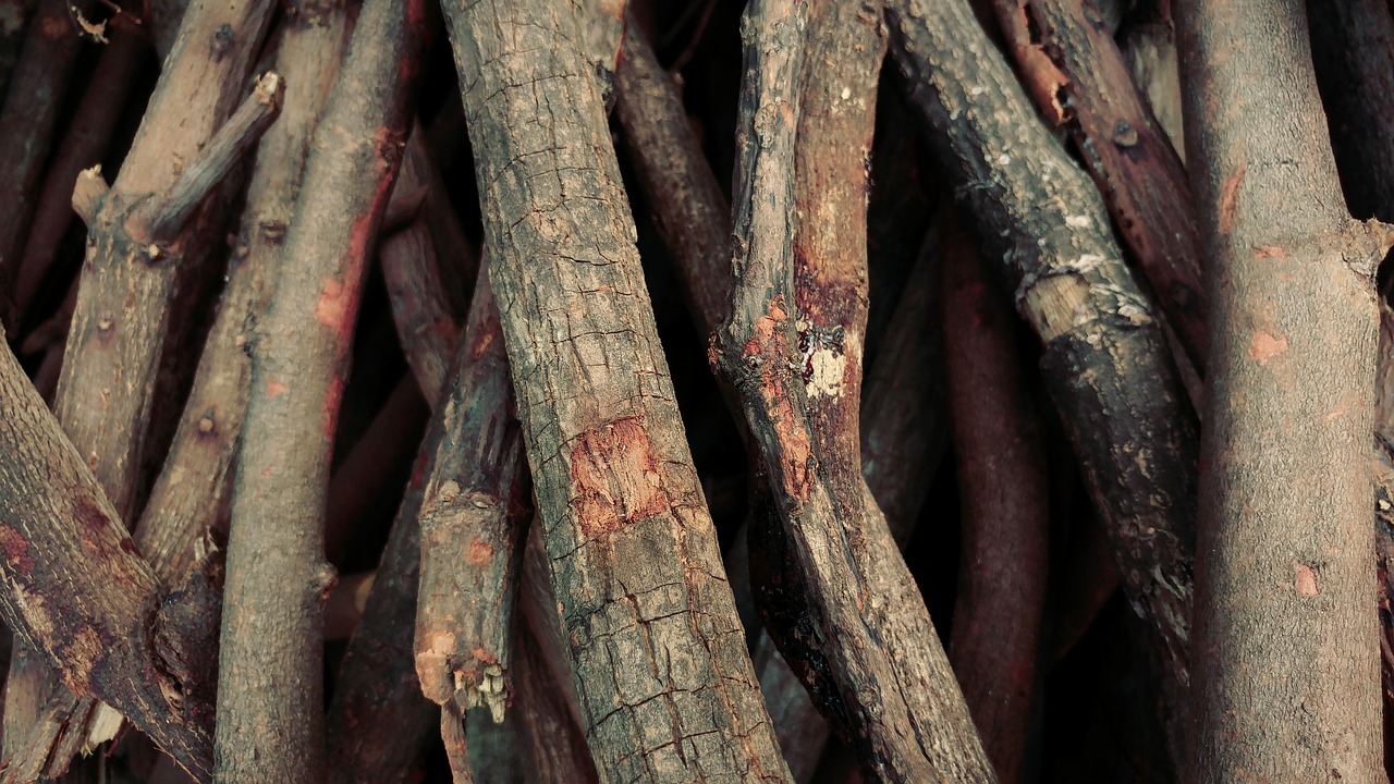 firewood cordwood trees free photo