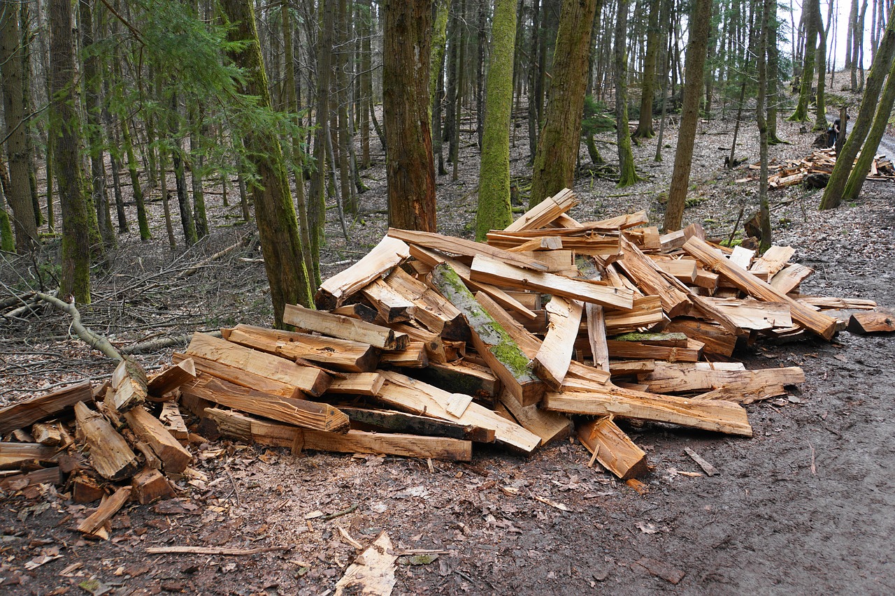 firewood wood growing stock free photo