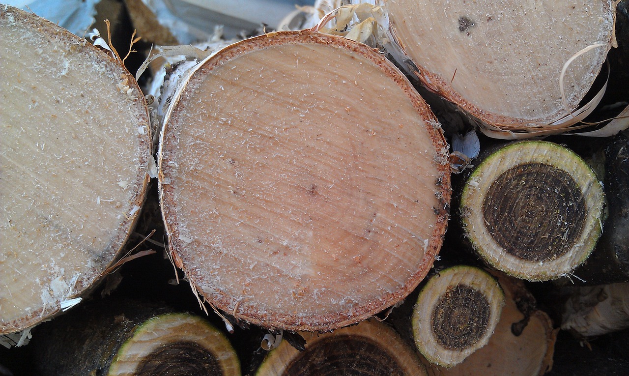 firewood birch manchzhursky walnut free photo