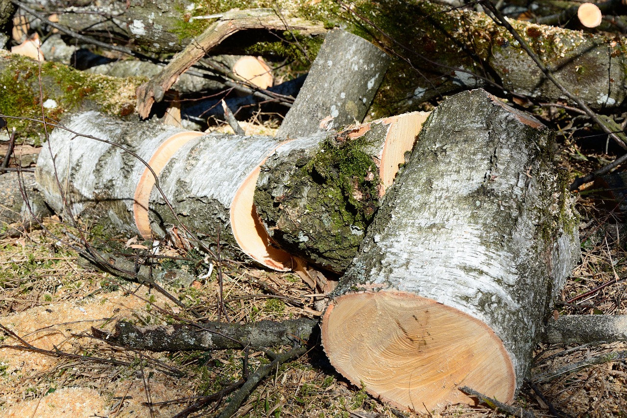 firewood birch lumber free photo