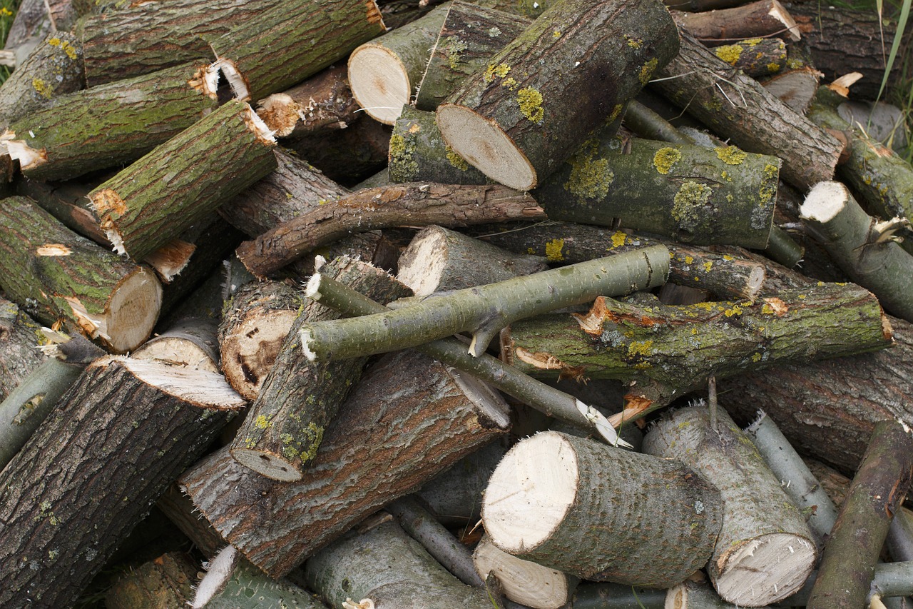 firewood drome tree free photo