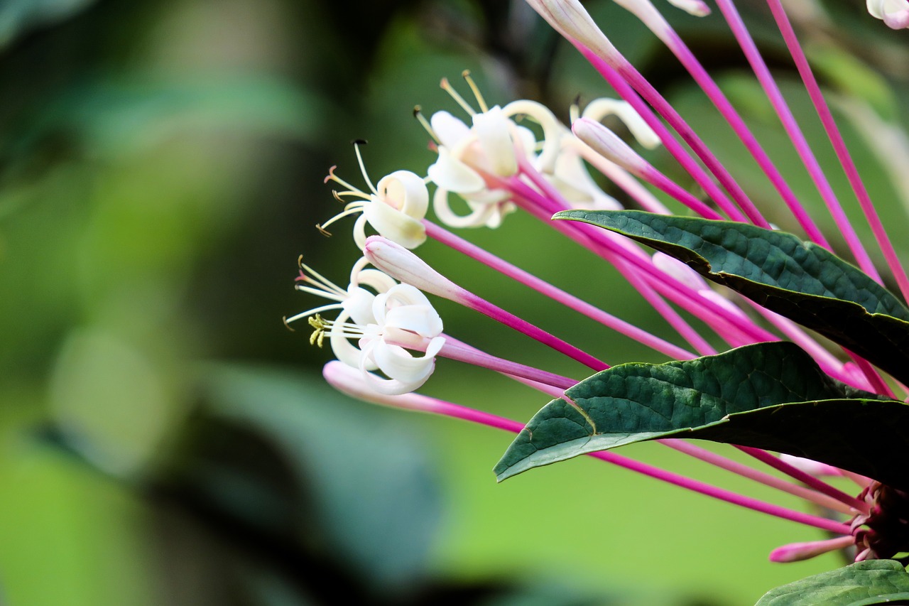 fireworks tree  nature  plant free photo