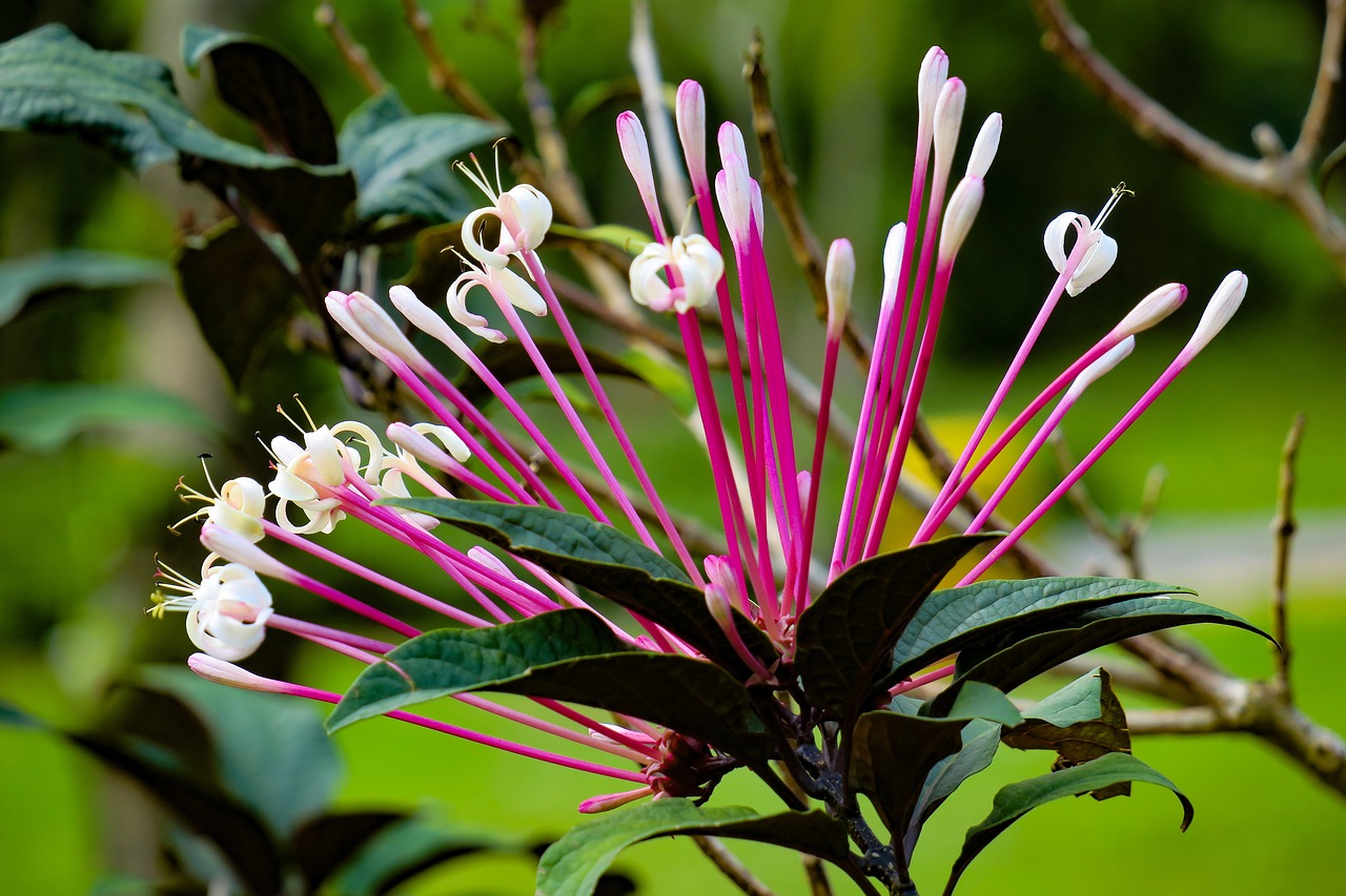 fireworks tree  nature  plant free photo