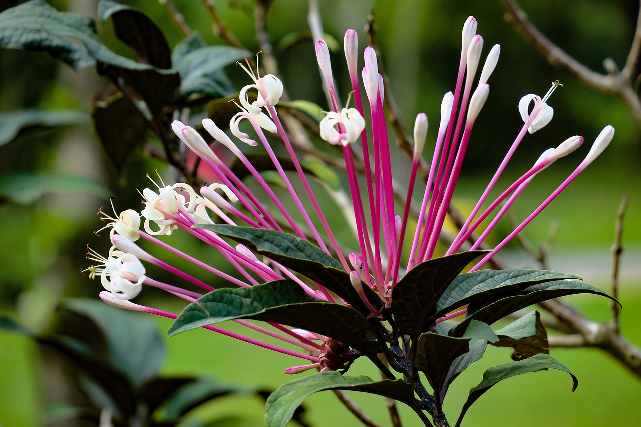 fireworks tree  nature  plant free photo