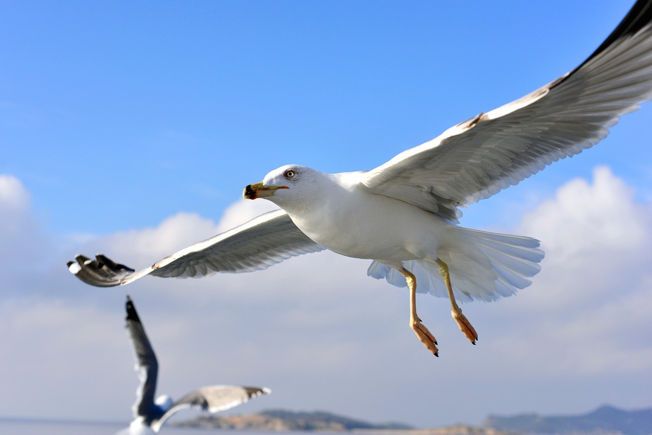 seagull birds flight free photo