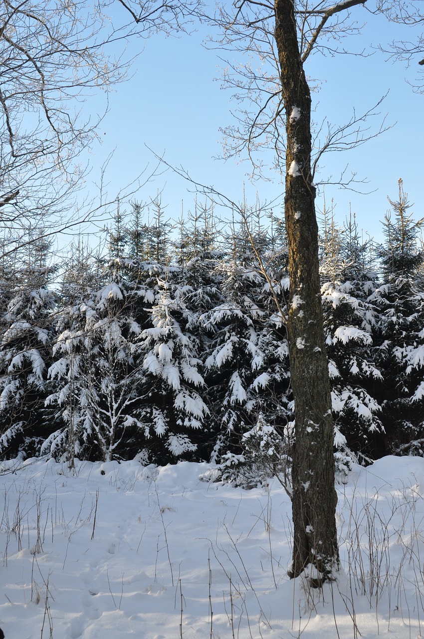 firs tree winter free photo