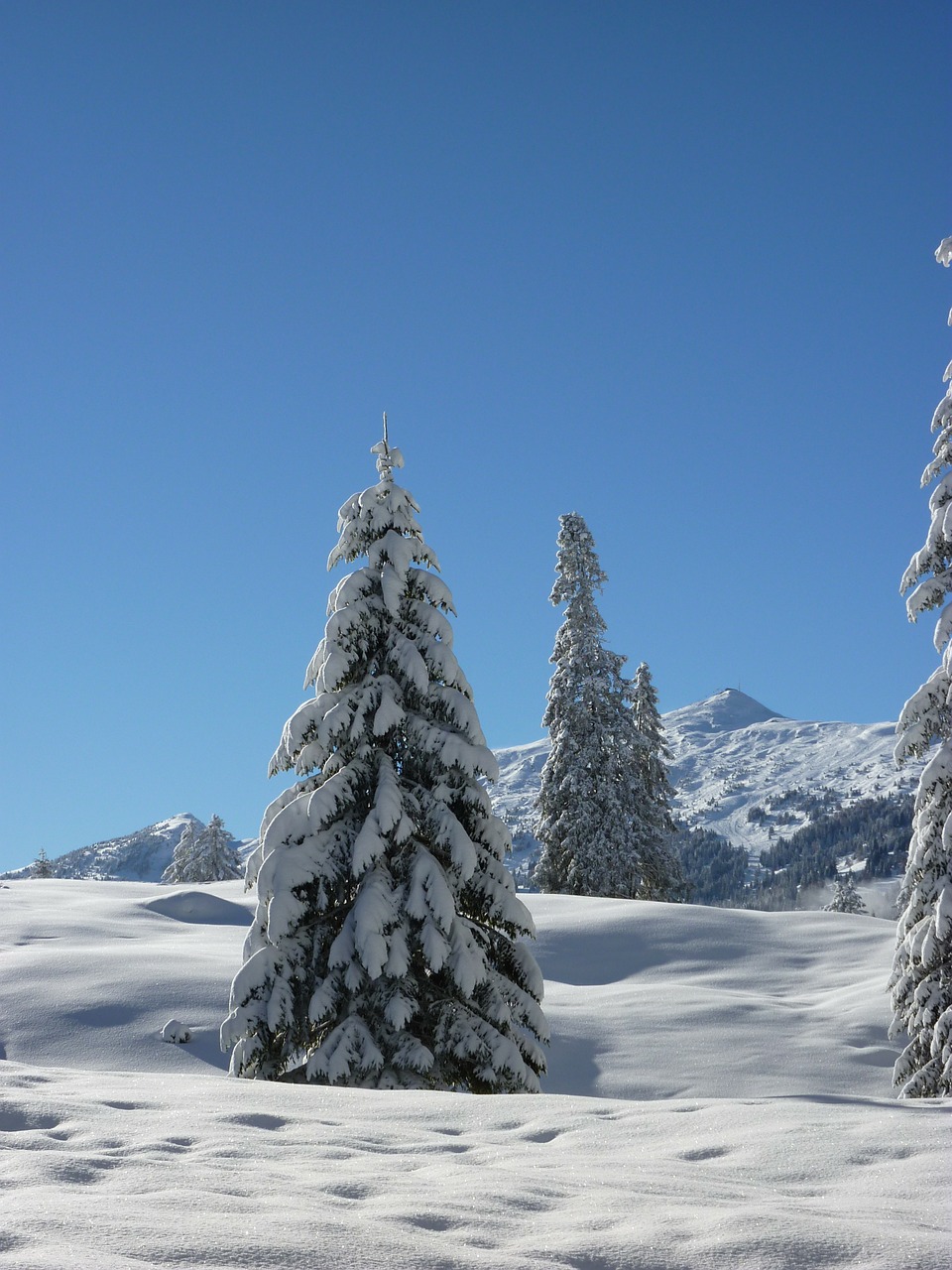 firs nature forest free photo