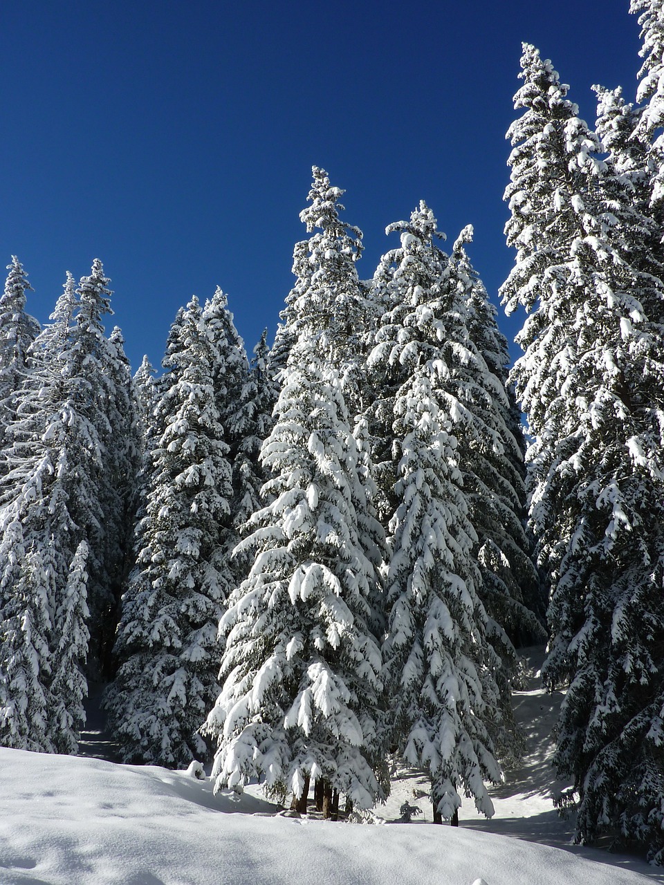 firs nature forest free photo