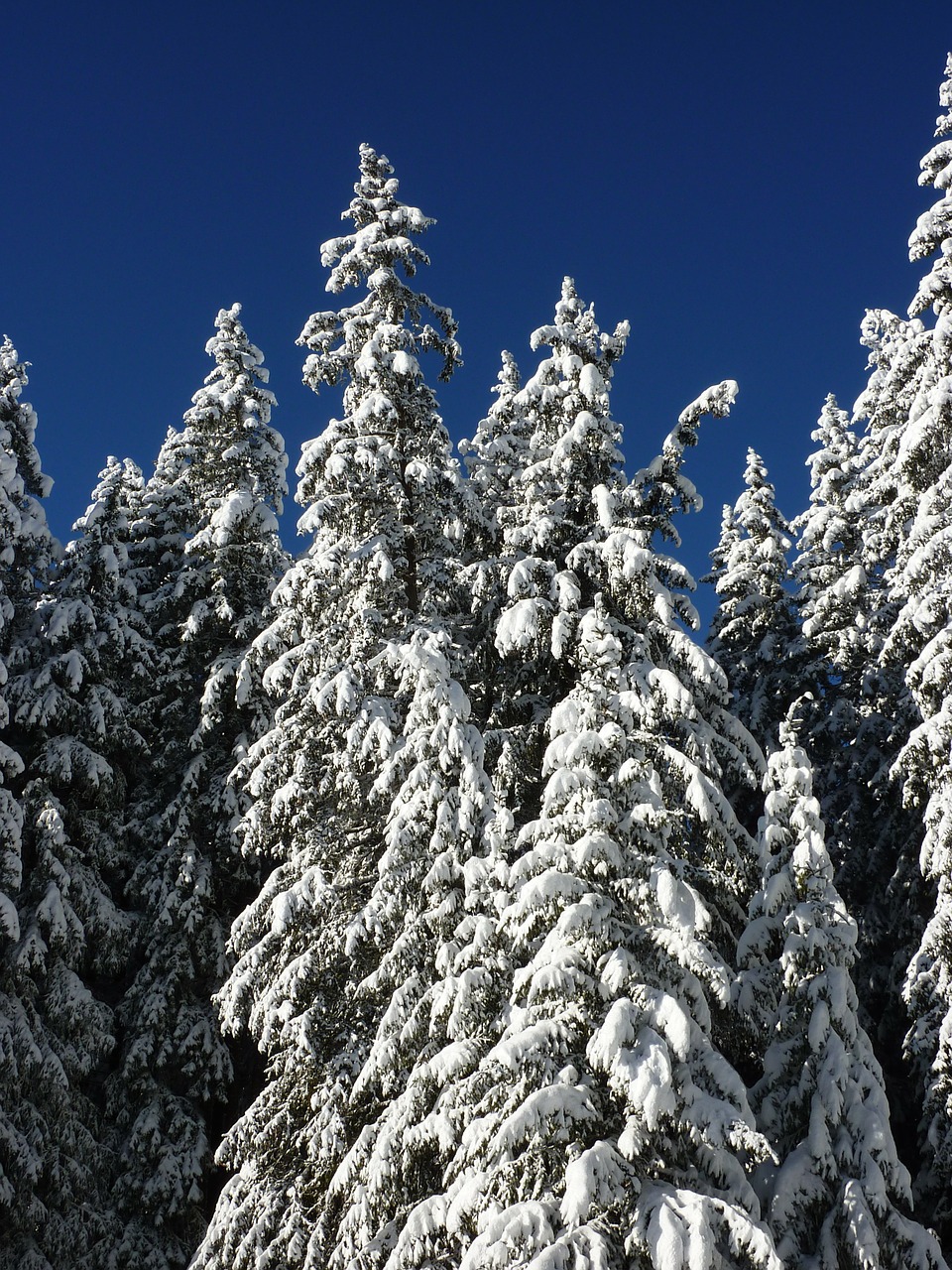 firs nature forest free photo