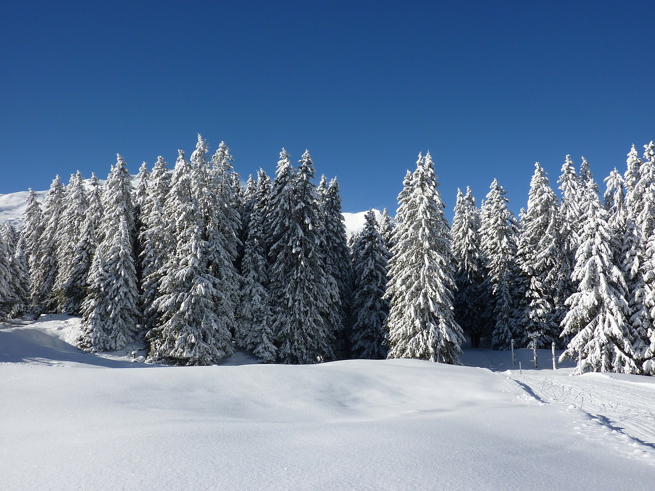 firs nature forest free photo