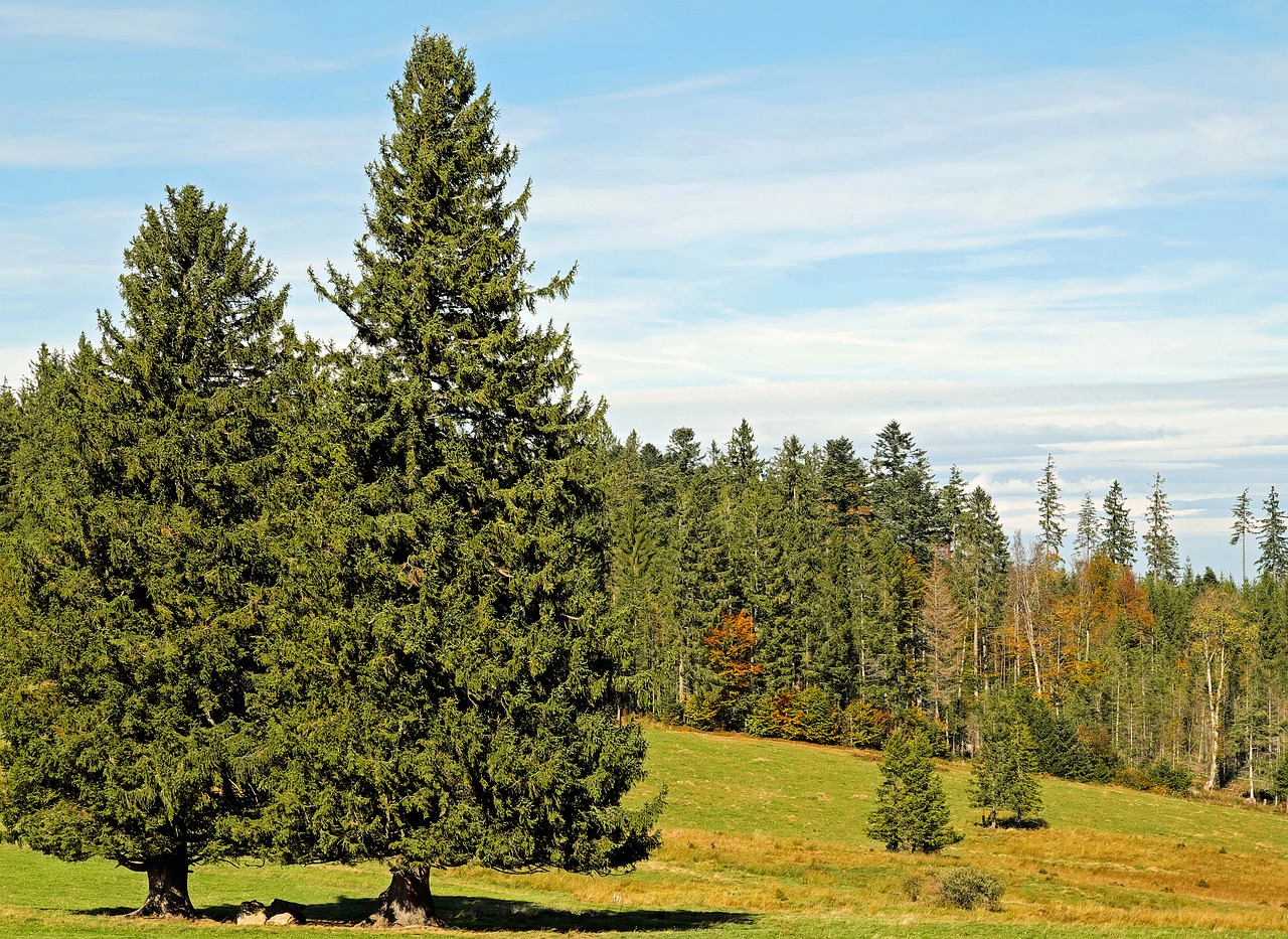 firs trees conifers free photo