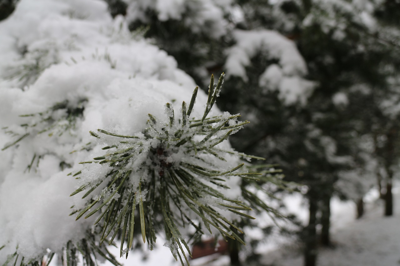 firs  snow  trees free photo