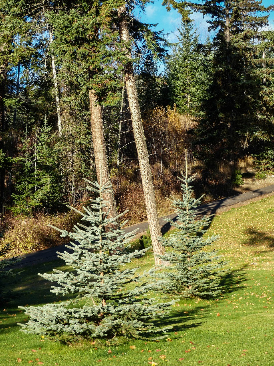 firs trees garden free photo