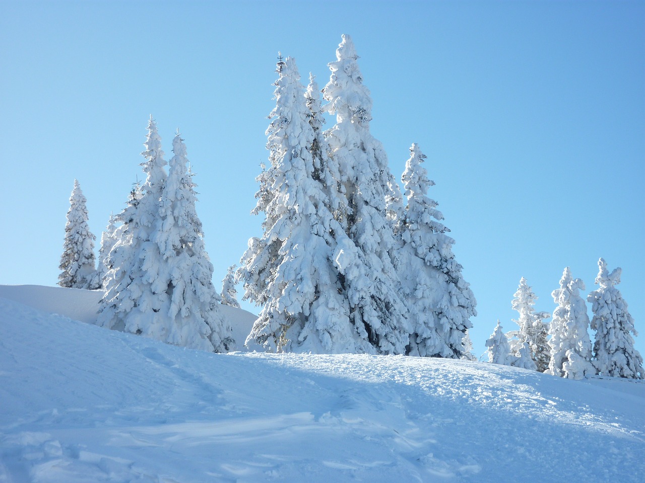 firs snow sky free photo